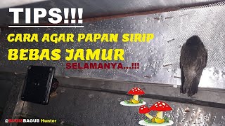 Cara Agar Papan Sirip Bebas Jamur, SELAMANYA...