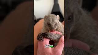 Why Mongooses Easily Kill Snakes #snakevsmongoose #shorts