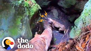 Guy Hears Howls Coming From 20-Foot-Deep Cave | The Dodo