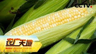 《农广天地》西藏青饲玉米栽培技术 西藏紫花苜蓿栽培技术 20190411 | CCTV农业