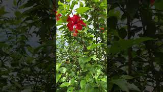 Beautiful red flowers blooming in season #nature #calmmusic #flowers