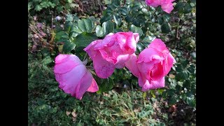 Rosier 'Centenaire de Lourdes®' Rose Des chiffons parfumés.