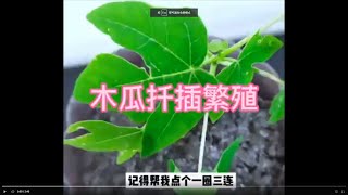 木瓜如何扦插繁殖？方法非常簡單