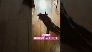 猫もこの暑さは嫌い！暑い日は冷たい廊下がおすすめにゃん #shorts #cat