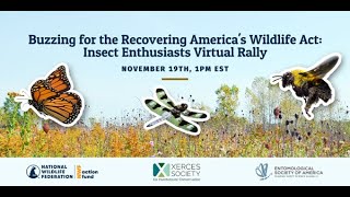 Buzzing for the Recovering America's Wildlife Act: Insect Enthusiasts Virtual Rally Recording