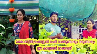 മാങ്കോസ്റ്റീൻ/റംബുട്ടാൻ Plant വാങ്ങുമ്പോഴും നടുമ്പോഴും ശ്രദ്ധിക്കേണ്ട കാര്യങ്ങൾ Rambutan Mangosteen