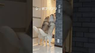 【 尻尾 フリフリ 】しっぽフリフリ ハスキー犬 姉妹の嬉しいお出迎え　#shorts dog wagging its tail