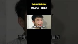 狗狗不懂得离别，因为它会一直等待  #感人 #万万没想到