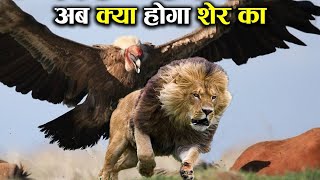 बाज जैसी हिम्मत किसी और में नहीं How powerfull eagle attack !Eagle can fly !Earth Adventure in Hindi