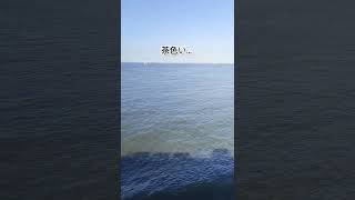 小笠原の海の青さがわかる動画/おが丸