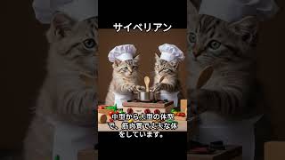 サイベリアンのかわいい生態、雑学【猫】#cat#catshortsvideo #ねこ #ネコ #猫 #子猫  #かわいい #雑学 #豆知識 #解説