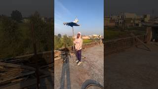 Kabutar pakdne ki koshish🕊️ #petlover #pigeon #birds #kabutar #kabutarbazi ##viral #shorts