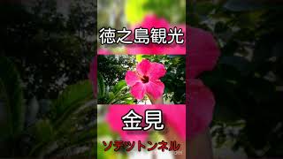 徳之島観光/徳之島町金見地区ソテツトンネル紹介(字幕注意)