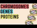 IGCSE BIOLOGY REVISION [Syllabus 17] - Chromosomes, Genes, Proteins