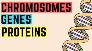 IGCSE BIOLOGY REVISION [Syllabus 17] - Chromosomes, Genes, Proteins