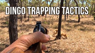 Trapping Dingoes - Trying Live Bait