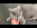 撫でられ飽きて。。とうとう ブリティッシュショートヘア bite cat