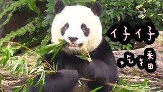 圓仔戶外上班，吃完竹葉爬樹找點心|熊貓貓熊The Giant Panda Yuan Yuan and Yuan Bao|台北市立動物園