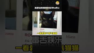 感觉像是咪咪自己输入的哈哈哈哈 #猫咪 #流浪猫救助站 #可爱#shorts