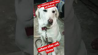 ভাইরাল চটকা #viralvideo #viralshorts #labrador #news #doglover #love #hindugod #lab