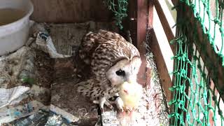 【閲覧注意】ヒヨコを加えるフクロウ　owl/Chouette/Buho