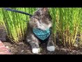 お散歩に慣れてきた猫 ノルウェージャンフォレストキャットcat got used to taking a walk.norwegian forest cat.