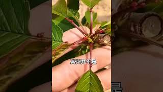 你知道樱桃树叶片上的小红点代表什么特征？