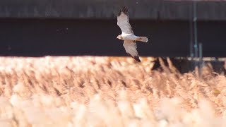 （12月上旬）干拓地のズグロチュウヒ