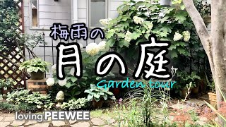 《ガーデンツアー》梅雨の月の庭|紫陽花とアガパンサスの咲く庭