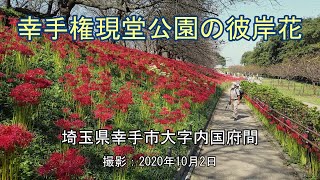 幸手権現堂公園の彼岸花 [4K] Cluster amaryllis at Satte Gongendo ParK