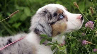 60 Seconds Of Cute Australian Shepherd Puppies!