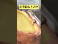 水を飲むトカゲ トカゲ 爬虫類 爬虫類飼育 かなへび shorts short