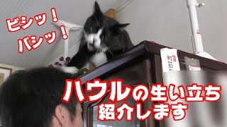 ハウルの生い立ち紹介します 　ネコパンチ「ハゲろ！」