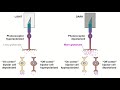 receptive fields and on off center bipolar cells