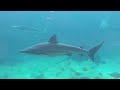 ドタブカ dusky shark ① ＠須磨海浜水族園