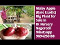 Malay Apple (Rare Exotic) Big Plant for Sale in JK Nursery Nagercoil WhatsApp No 9894256188