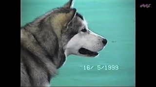 Archive MAE # 93 Relax video about dogs exhibition 1999. For dog lovers.