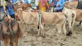 আজ ২৪ আগস্ট | মোটাতাজা করণ উপযোগী ডাবল বডির হাড্ডিসার গরুর দাম | জাবরহাট