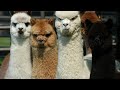 5 interesting facts about alpaca