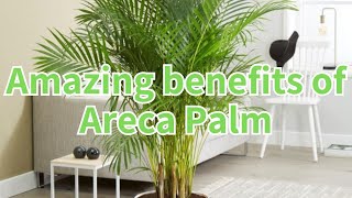 Amazing benefits of Areca Palm