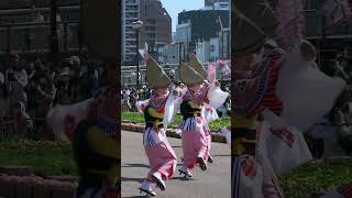 ハナハルの阿呆連！ 阿波踊り