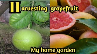 Harvesting Organic grapefruit from my garden / My home garden.