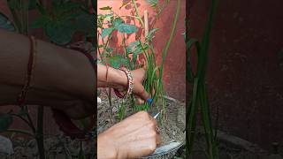 पोंधे में यह खाद कर देगा कमाल #gardening#shorts