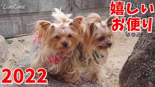 今年最初の嬉しいお便り【ヨークシャーテリア専門犬舎チャオカーネ】