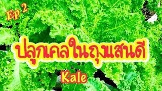 Ep2 ปลูกเคลในถุงแสนดี | คะน้าใบหยิก | Growing Kale in bags