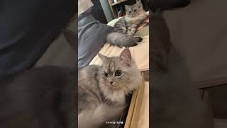 それぞれ寛ぐ双子猫　#cat#catlover #cats #kitten #cute #猫#猫動画 #猫のいる暮らし #猫好きさんと繋がりたい #猫のいる生活#ねこ#子猫#ミヌエット