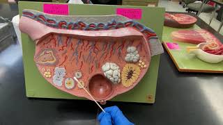 Ovary Model