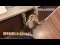 自分が吐きそうな時、呼んでくれる猫