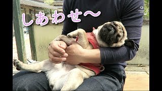 【パグ犬ぷぅ】【癒し】抱っこされて幸せそうな顔で眠るぷぅ。