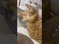 旦那さんに甘える猫 shorts 猫